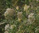 Sarcostemma hirtellum