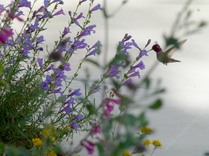 Anna's Hummingbird on Penstemon Margarita BOP in a Southern California wildflower garden 
