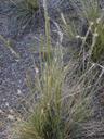 Stipa speciosa