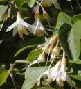 Styrax officinalis californica