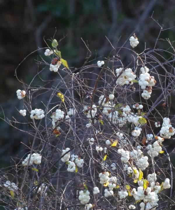 Snowberries in winter.