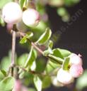 Symphoricarpos mollis