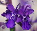 Trichostema parishii