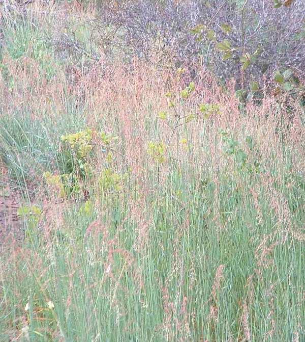 Veldt grass has taken over many of the coastal areas of Californi. Veldt grass burns like gasoline.