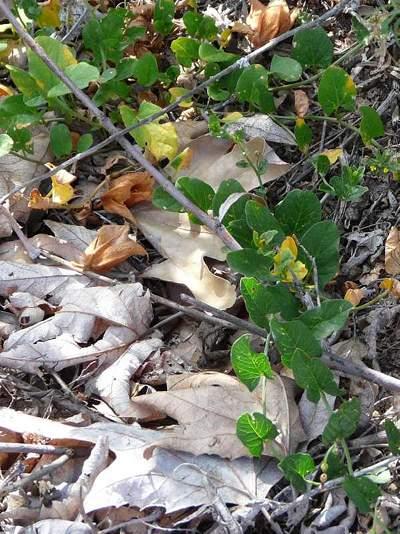 Field Bindweed is a common weed of cultivated fields.