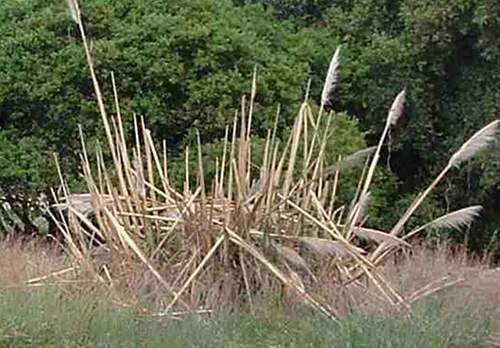 Cortaderia selloana , Pampas grass