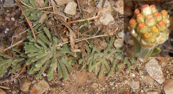 Weedy Cudweed will take over a garden if you allow it. It is favored by disturbed ground and moisture.