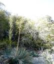 Yucca whipplei caespitosa