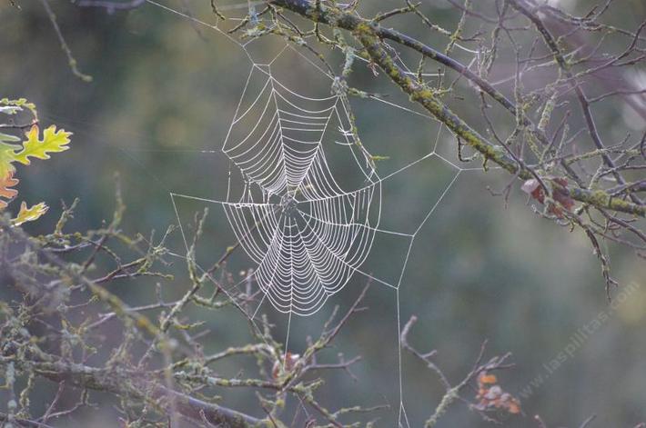 The morning frost and the winter light high lighted this otherwise invisible web. - grid24_24