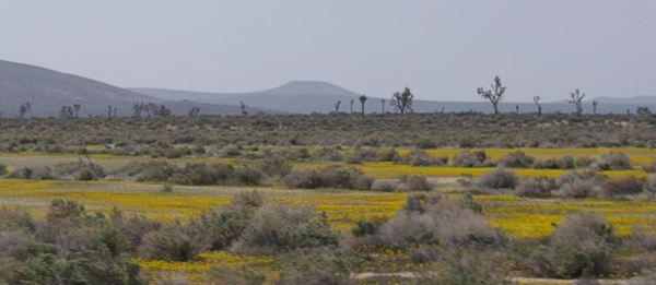 There are still a few wildflowers left around Mojave, but most have been replaced with weedy grasses.