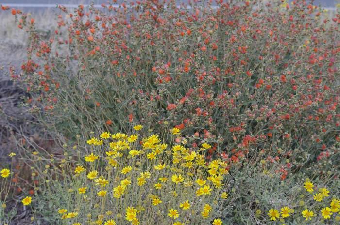 This clump of Encelia actonii and Desert mallow were growing alongside a road near Barstow making a spot show of wildflowers. - grid24_12