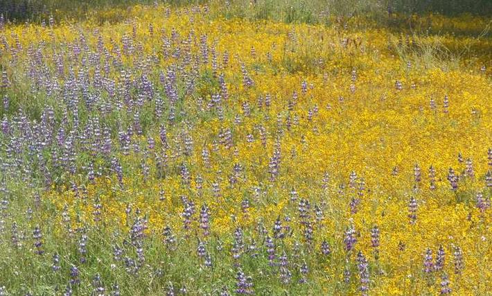 Field lupines and Goldfieilds are common wildflowers in the central oak woodland. - grid24_24