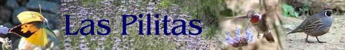 Click on picture to Go to our home page and more about Native California plants, butterflies, birds,  and animals