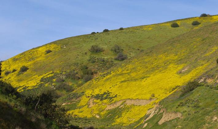 In many areas of California the spring wildflowers are wonderful, but the brown hillsides are back within a month. In many areas of California the spring wildflowers are wonderful, but the brown hillsides are back within a month.