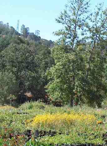 Our nursery in Santa Margarita, come and wander through the native flowers.