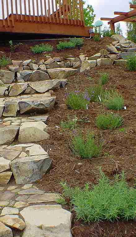 Steps and native plants.