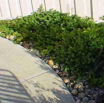 A manzanita path in Poway.