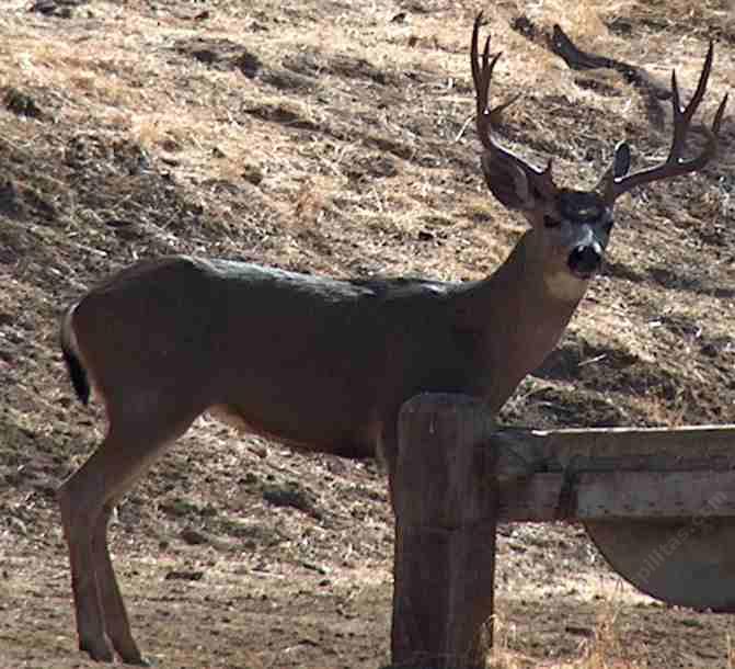 Bucks and gardens don't mix, unless you plant deer resistant plants.