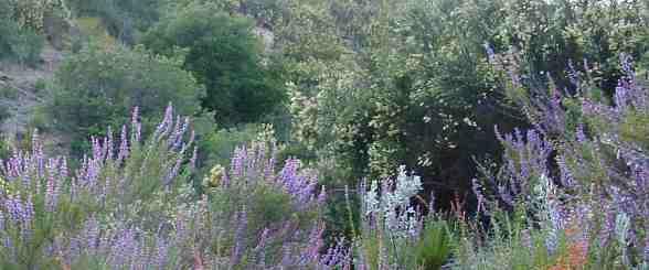 California is beautiful, is your garden?