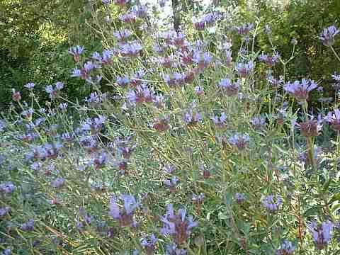 An Alpine Sage in the garden