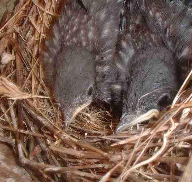 A picture of two baby bluebirds enjoying the nest box, until some idiot with a camera took their picture!