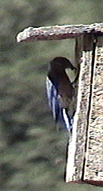 Picture of pappa Bluebird feeding his young (after I took their picture, so don't worry, they didn't die from picture fright).