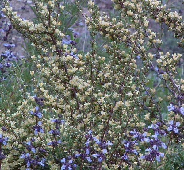 Drought tolerant Salvia brandegei and Purshia can be a showy mix.