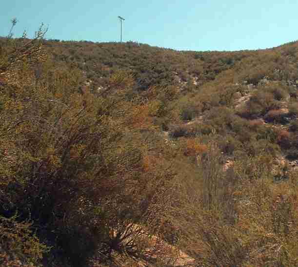 This hillside is now covered with Chamise, it used to be at least half manzanita. Welcome to the new California.