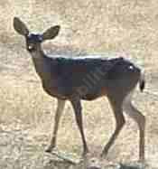 One of the many California deer checking out the garden.