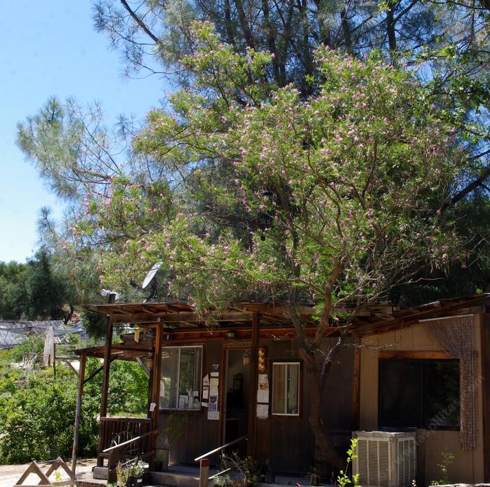 Desert willow is a small native tree along the Colorado river