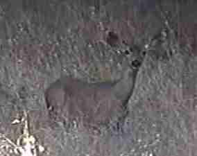 Deer can be is a pain in the grass, or the plants.