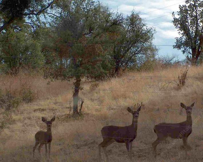 There are many plants that deer don't like and look good in California gardens. These are often called deer resistant Plants.