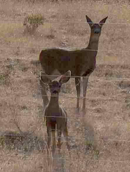 Even the cute deer eat your plants