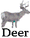 Planting for Deer