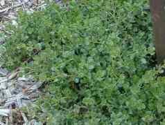 Dwarf coyote bush, Baccharis pilularis pigeon point is a lush green plant that looks great in a garden and a deer resistant plant.