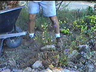 Mulch in between the native plants