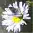 Our native plant nurseries have plants for your wild California garden