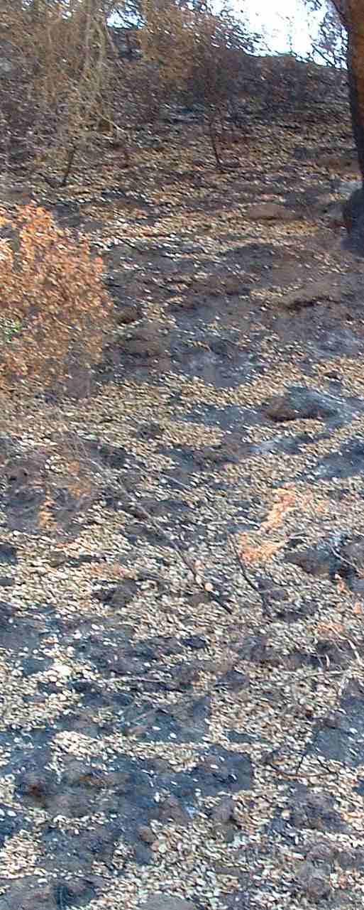 North slope of Chaparral after fire.