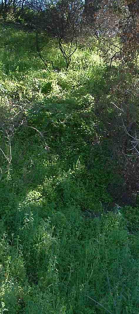 A chaparral north slope recovering after a fire