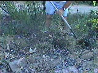 Still weeding, looking for every weed!