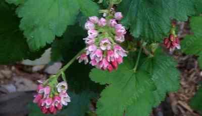 Currants and gooseberries of California