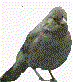 California bird