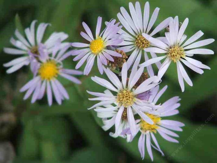 Aster ascendens 
