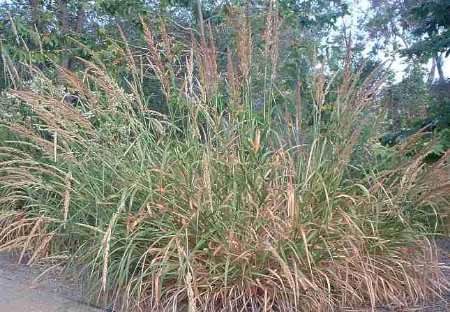 Giant rye can often be found under the canopy of oaks.