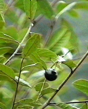 Coffeeberry grows under oak trees.