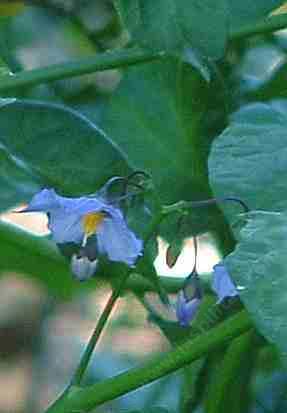 Nighshades can grow well under oaks.