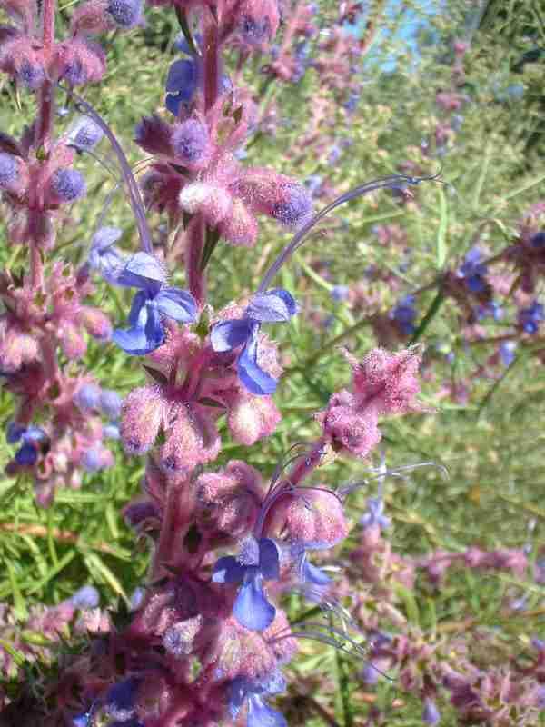 Woolly Blue Curls is fragrant and beautiful.