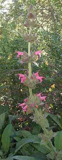 hummingbird sage under oaks