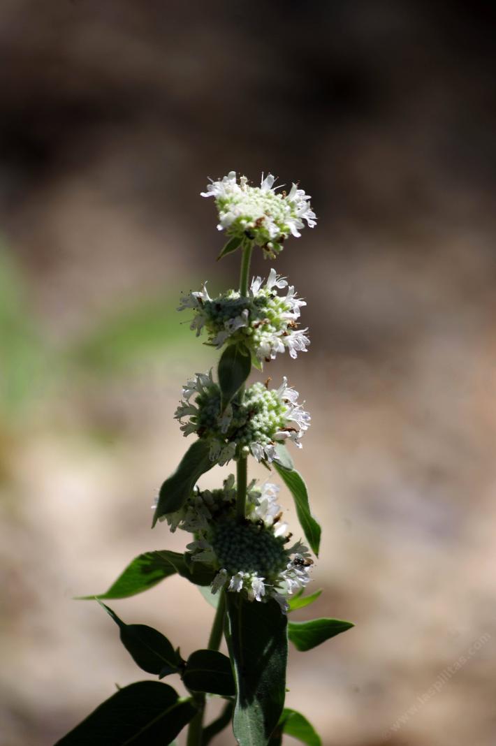 Mountain mint is very fragrant with the mint scent.