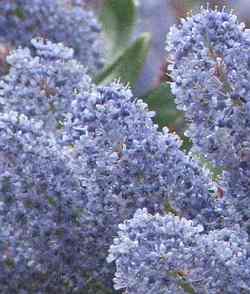 Mountain lilacs are California native plants.
